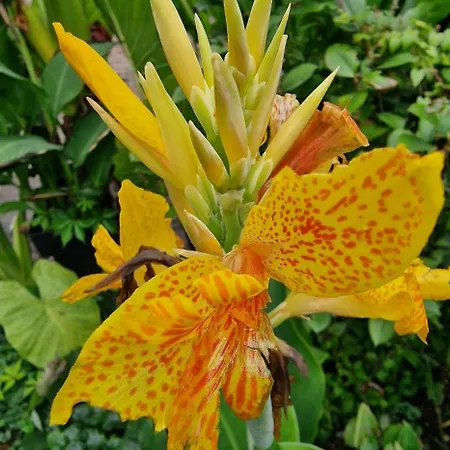 Appartement Murko S-1 *