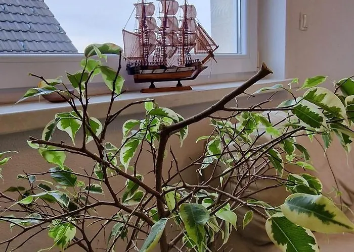 Daire Murko S-1 Brest